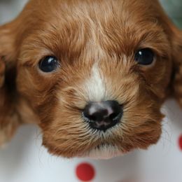 Cavapoos from Cavakennels.pnw