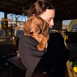 Arthur - Red male Dachshund puppy in Barnard, Missouri from KB Doxies