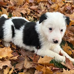 Boy 3 Black Rough Coat - Black male Border Collie puppy in Centerville, Washington from Forthright Farms