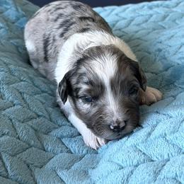 Cory - Blue merle male Aussiedoodle puppy in Cedar Park, Texas from Lollipups Mini Aussiedoodles