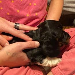 Boots AKC full rights - Black and cream male Dachshund puppy in Elizabethtown, Kentucky from Teeny Tiny Puppy Tails
