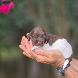 Orange Collar Hitch - Parti male Labradoodle puppy in Granite Falls, North Carolina from Carolina Goldendoodles