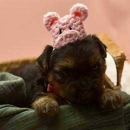 Dulce - Black and tan female Yorkshire Terrier puppy in Tangipahoa County, Louisiana from Riche’ Louisiana Yorkies