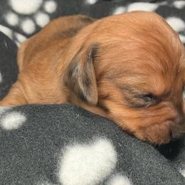 White - Dapple female Dachshund puppy in Saint Albans, Maine from Australian Cattle Cuties and littles