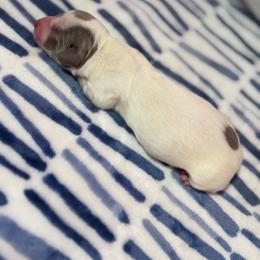 Blue Tan Piebald Female - Piebald female Dachshund puppy in Summerville, South Carolina from Funk's Four-Legged Friends
