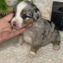 Miniature Australian Shepherd and Toy Australian Shepherd Puppies from Small World Aussies