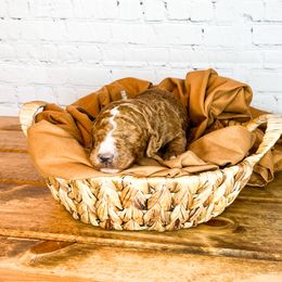 Bernedoodle and Goldendoodle Puppies from Larsen Litters
