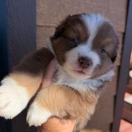 Marcellina - Red tri female Miniature Australian Shepherd puppy in Taylor, Arizona from Holy Ghost Ranch, Inc