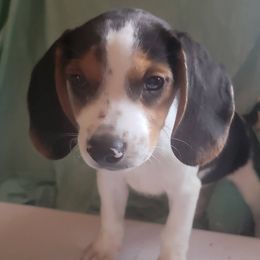 Beagles, Cavalier King Charles Spaniels, and Maltipoos from Linda's Puppies