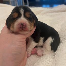 Monroe - Black tan and bluetick female Beagle puppy in Brownsboro, Texas from Willow Bark Beagles