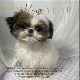 Shih Tzu Puppies from Phoenix Shih Tzu