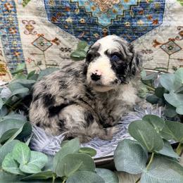 Pixie - Blue merle female Aussiedoodle puppy in Taylor, Missouri from Pawsitively Doodles
