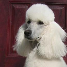 Camila - Poodle