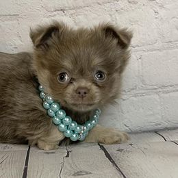 Chihuahuas from Two Y Ranch