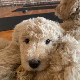 Hugo (Gray Collar) - Caramel cream male Labradoodle puppy in Toledo, Washington from Bigfoot Doodles