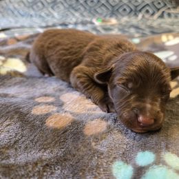 Border Collie and Golden Retriever Puppies from Sona Kennels