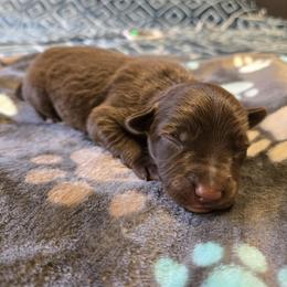 Border Collie and Golden Retriever Puppies from Sona Kennels