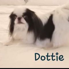 Dottie - Japanese Chin