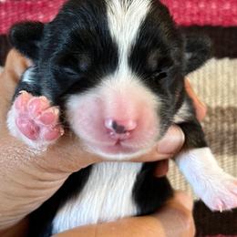 Sleepy - Black and white female American Corgi puppy in Tome, New Mexico from Blue Diamond Welsh corgis