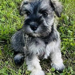 BLUE COLLAR - Salt and pepper male Miniature Schnauzer puppy in Ankeny, Iowa from Maple’s Cockapoo's and Libby's Schnauzer Puppies