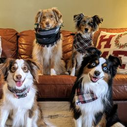 Miniature American Shepherds from Salt Meadow Minis
