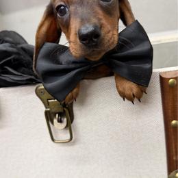 Dreamer - Dapple male Dachshund puppy in Leoma, Tennessee from Southbound Kennel