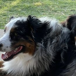 Australian Shepherds from Oak Island Australian Shepherds