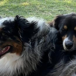Australian Shepherds from Oak Island Australian Shepherds