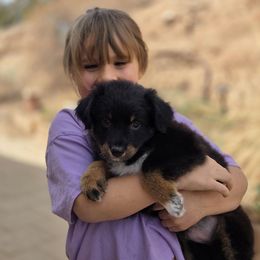 Bailey - Black tri-color Australian Shepherd puppy in Santa Fe, New Mexico from Heartstead Haven Australian Shepherds