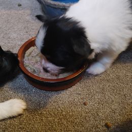 Papillon Puppies from Longwing Kennel