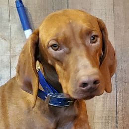 Dewey - Vizsla
