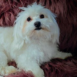 BamBam - Maltipoo