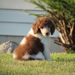 Poodle Puppies from Chapel Hill Poodles