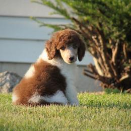 Poodle Puppies from Chapel Hill Poodles