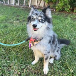Bluey - Pomsky
