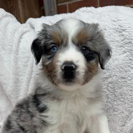 Riggs - Blue merle male Miniature Australian Shepherd puppy in Murfreesboro, Tennessee from Skye’s Waggin’ Aussies