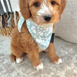 Prescott - Parti male Goldendoodle puppy in Gilbert, Arizona from Arizona Doodle Pup Co