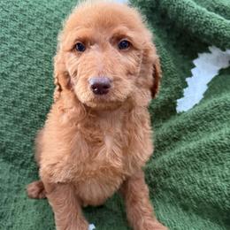Red - Red  male Goldendoodle puppy in Bakersfield, California from Lavish Doodles