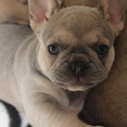 French Bulldog Puppies from Cortney’s Frenchie Farm