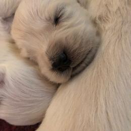 Golden Retriever Puppies from Dandelion Meadows Farm
