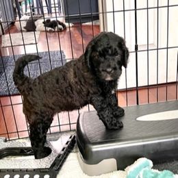 Goldendoodle Puppies from Only Loving Pups