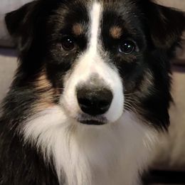 Miniature Australian Shepherds and Toy Australian Shepherds from Rocky Hill Aussies