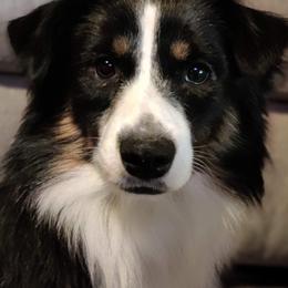 Miniature Australian Shepherds and Toy Australian Shepherds from Rocky Hill Aussies