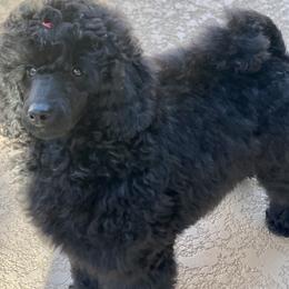 Poodle Puppies from Berndt Sienna Poodles