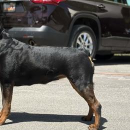 Rottweilers from Spirit Mountain Rottweilers