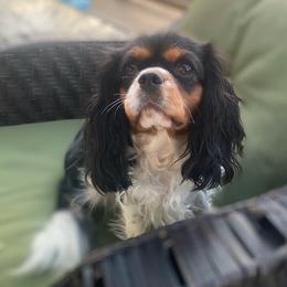 Cavalier King Charles Spaniel puppies from Kalama Cavaliers