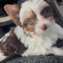 Chocolate and Tan Parti Yorkie - Tan and white male Yorkshire Terrier puppy in Des Moines, Iowa from Diamond Yorkshire Terriers