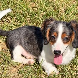 Spot - Dapple male Dachshund puppy in Hawley, Texas from Foxy’s Dachshunds & Toy Aussies
