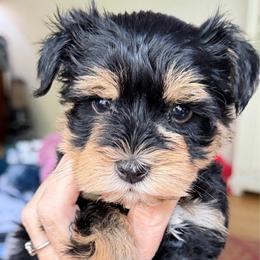 Lancelot boy green Collar Gorgeous Blk and Red ESA lines - Black male Miniature Schnauzer puppy in Temple, Texas from Schnauzers Of Taylor