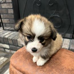 Blue collar boy - Red male Pembroke Welsh Corgi puppy in Flat Rock, Alabama from Fluffy Butt Acres